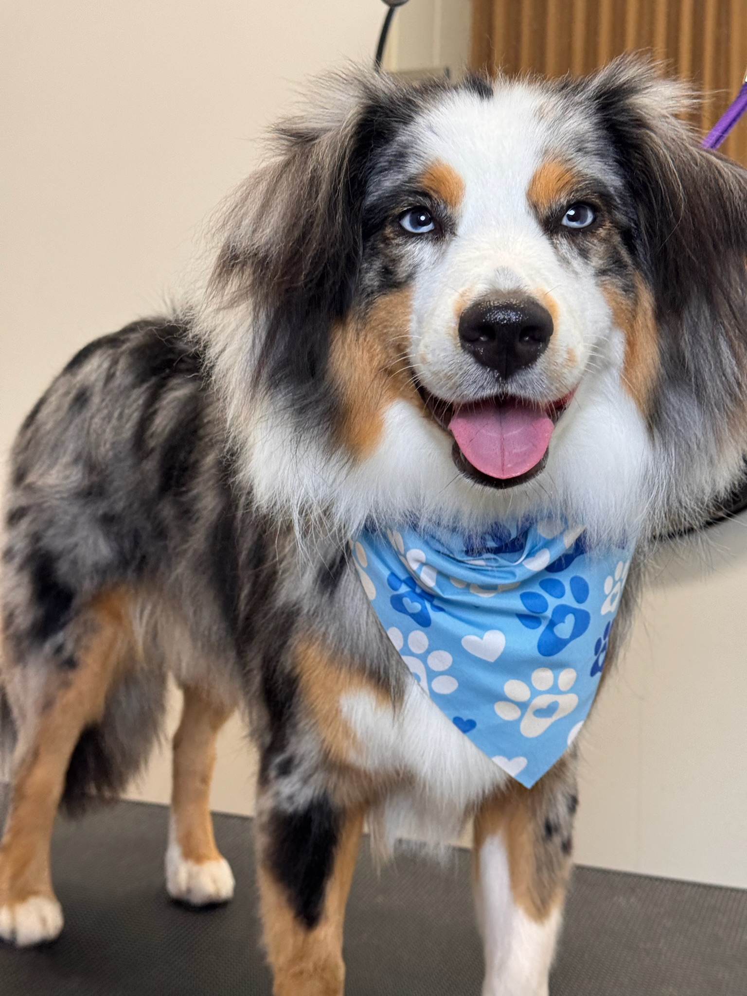 Angel, a merle Australian Shepherd in a blue paw-print bandana