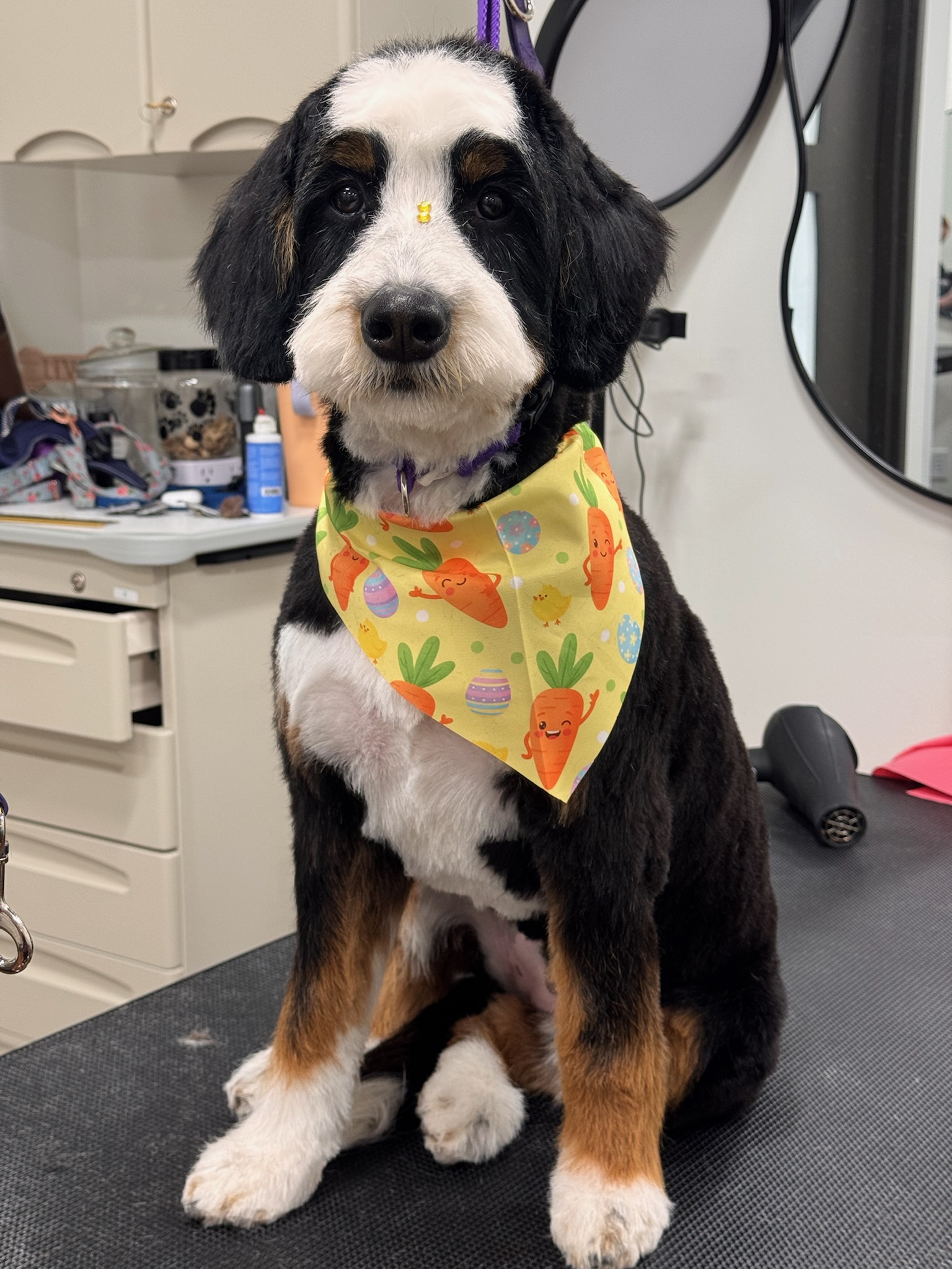 Bernedoodle in an Easter carrot bandana