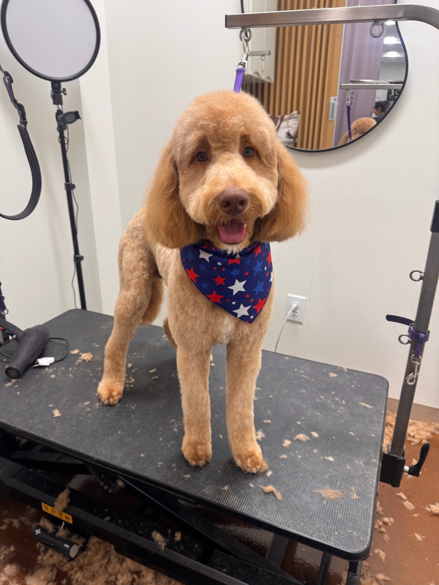 Goldendoodle in a star bandana after a tidy trim