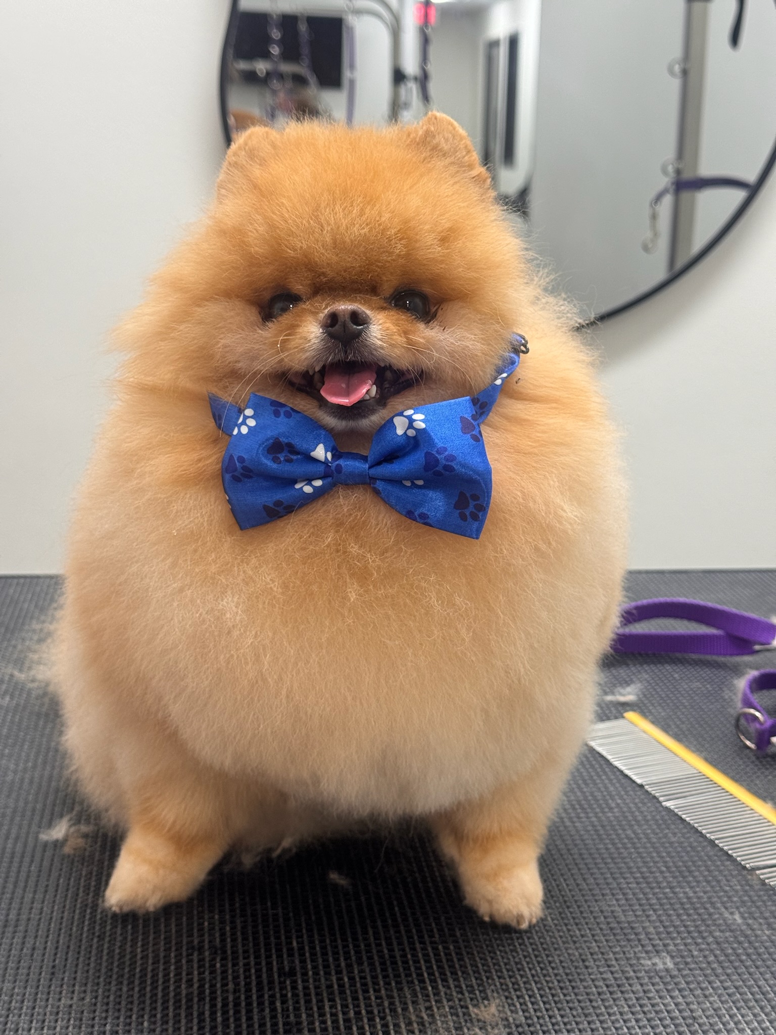 Pomeranian wearing a blue paw-print bowtie