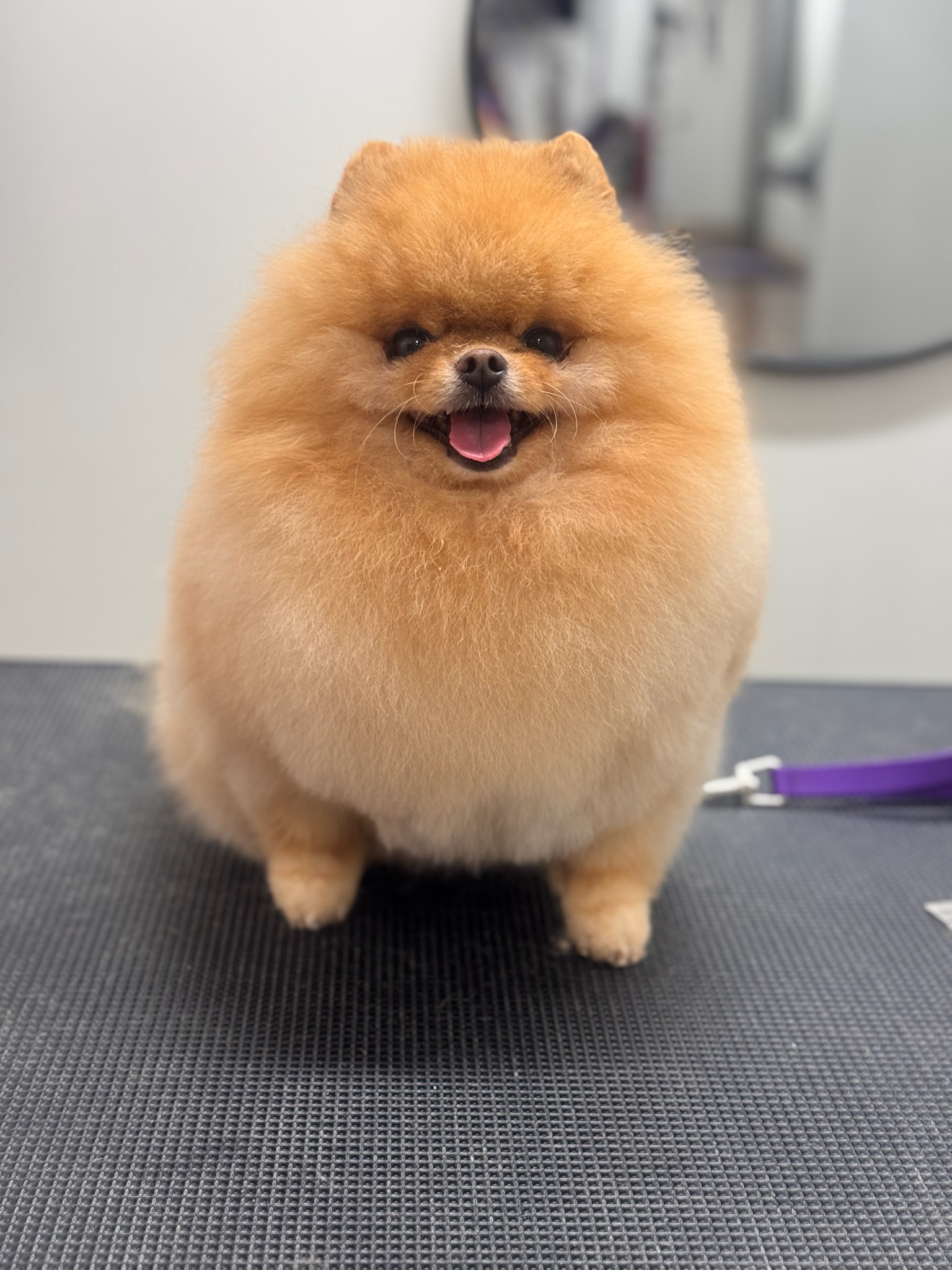 Fluffy Pomeranian after a full groom
