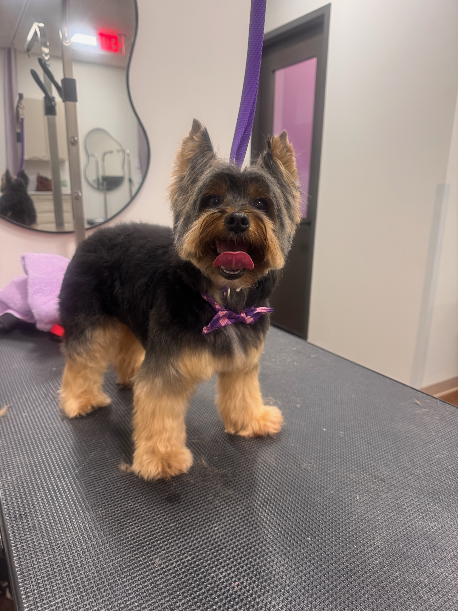 Yorkshire Terrier in a purple bow after grooming